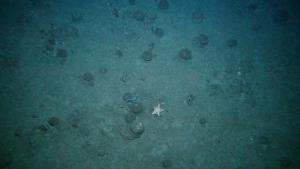Deep water seabed habitat - Copyright © Marine Scotland Deep water seabed habitat