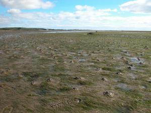 An intertidal seagrass bed at Cuthill Sands in the Dornoch Firth - Copyright SNH An intertidal seagrass bed at Cuthill Sands in the Dornoch Firth
