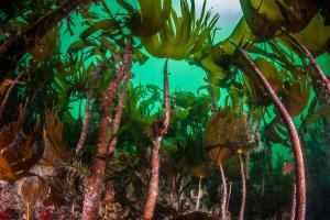 Kelp Forest in Shallow Water - Copyright © SNH Kelp forest in shallow water