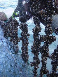 A line of Mussels ready for harvest - Copyright © Marine Scotland A line of Mussels ready for harvest