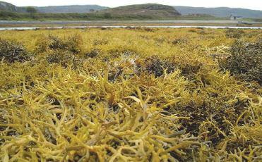 Sea Loch Egg Wrack beds