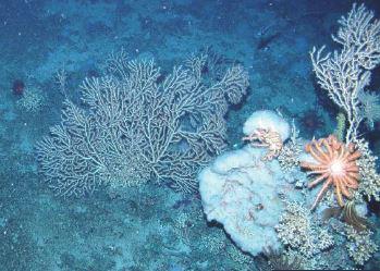 Seamount communities