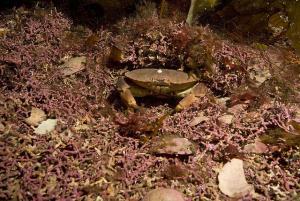 Edible crab on a maerl bed - Copyright © SNH Edible crab on a maerl bed