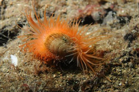 Flameshell - Copyright © Marine Scotland A Flame shall (Limaria Hians) on the seabed