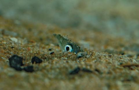 Lesser sandeel